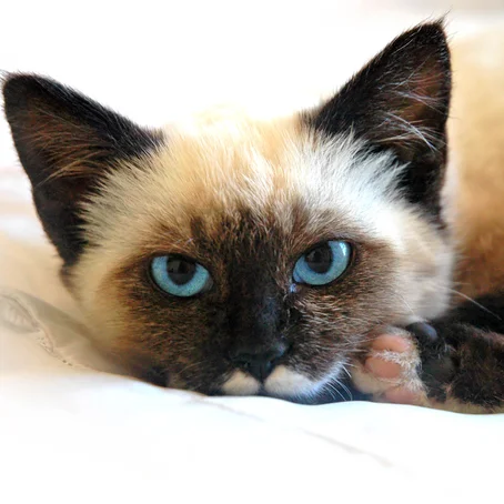 siamese kat